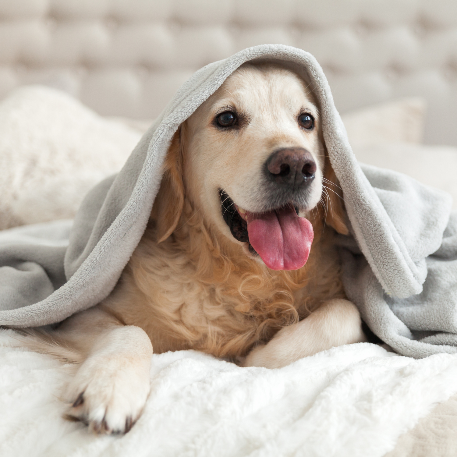 For Our Furry Friends